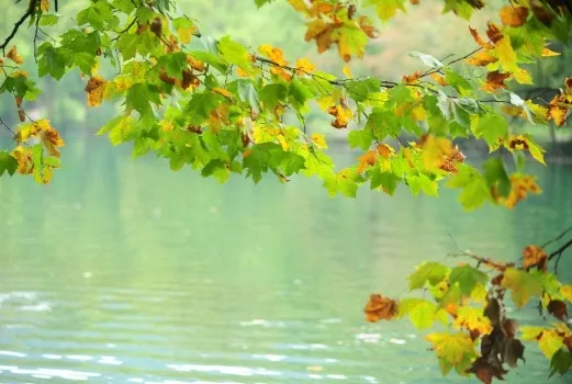 湖边的梧桐树