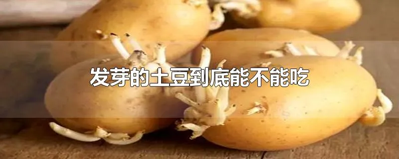 发芽的土豆到底能不能吃