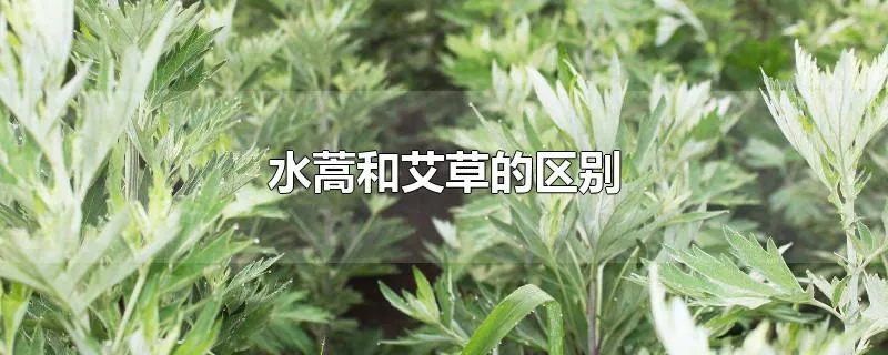 水蒿和艾草的区别