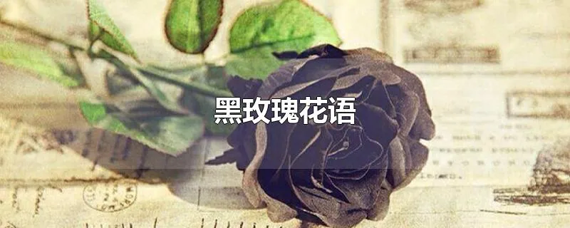 黑玫瑰花语