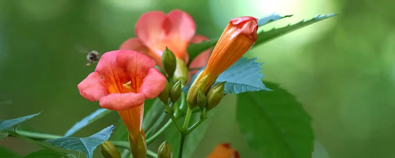 凌霄花可以扦插繁殖吗?