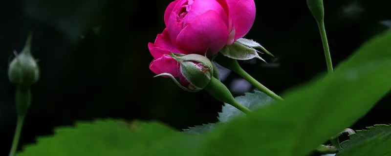 花托和花萼的区别