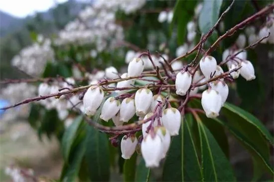 马醉木会开花吗，会开花且集中在春季