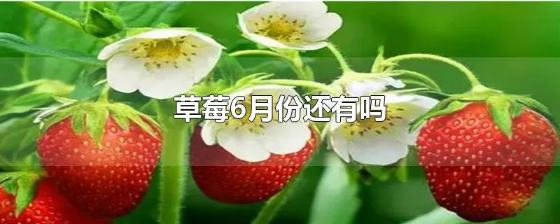 草莓6月份还有吗