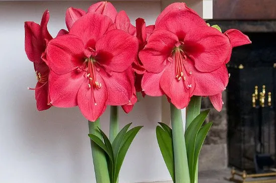 酸奶能浇花吗?适合浇什么花