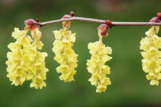 金钩吻的花语