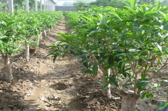 金桂花树种植技术，6个步骤枝壮叶绿