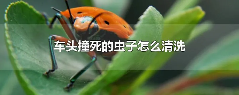 车头撞死的虫子怎么清洗