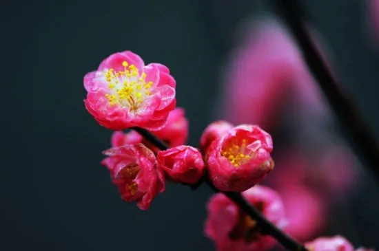 大门外种啥花好