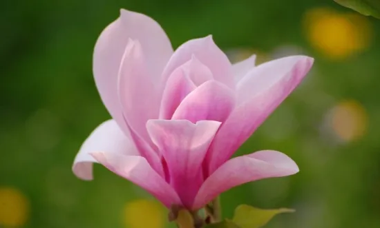 玉兰花