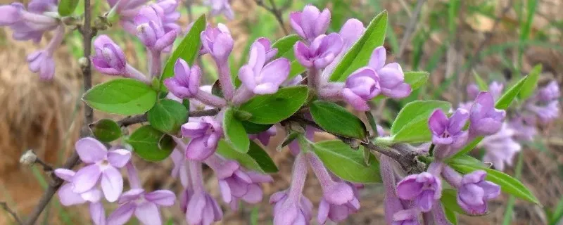 芫花怎么移植