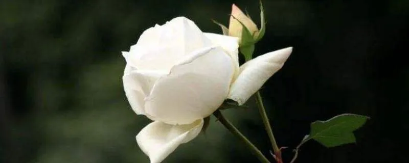 玫瑰花怎么养可以花繁叶茂
