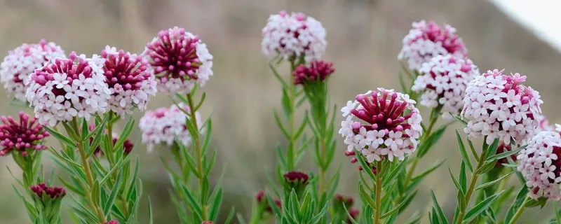 香格里拉狼毒花几月开