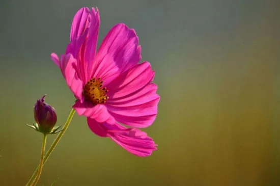 秋英花是格桑花吗