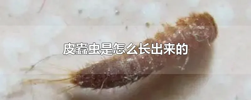 皮蠹虫是怎么长出来的