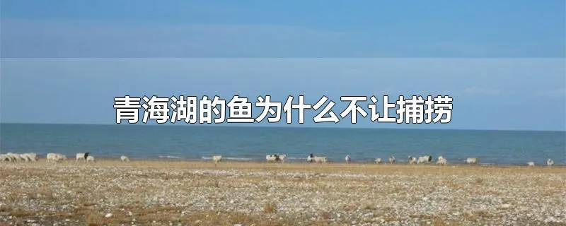 青海湖的鱼为什么不让捕捞