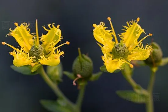 芸香如何用