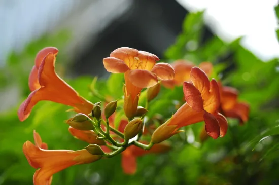 凌霄花根断了还能活吗