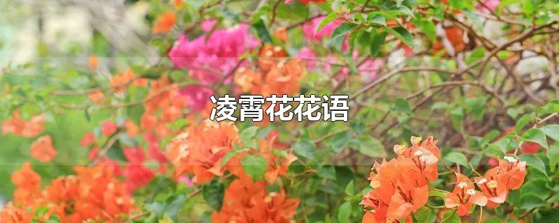 凌霄花花语