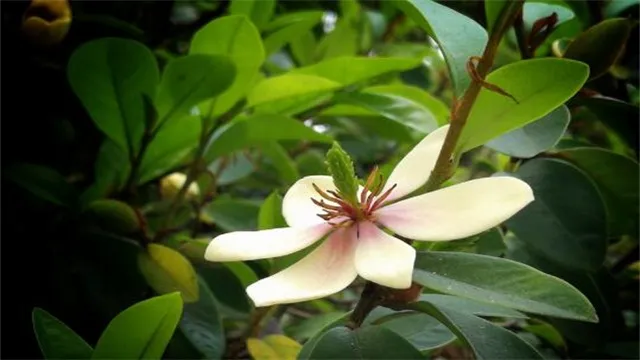 含笑花为什么偷不得