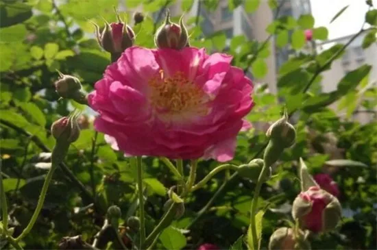 蔷薇花怎么种植
