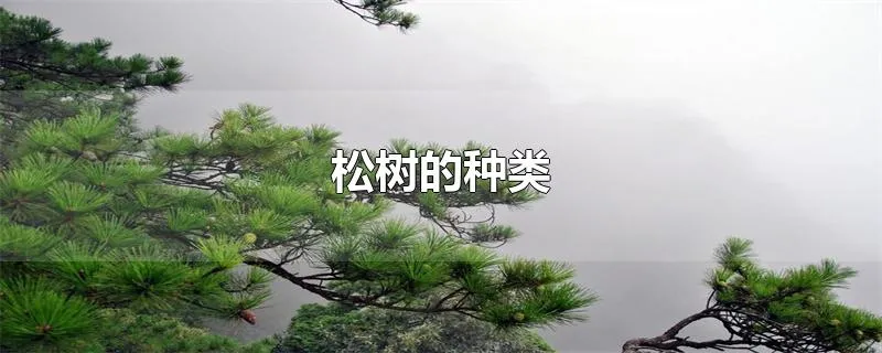 松树的种类