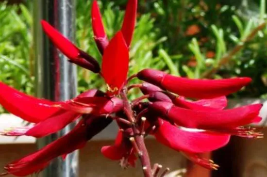 龙牙花属于什么科