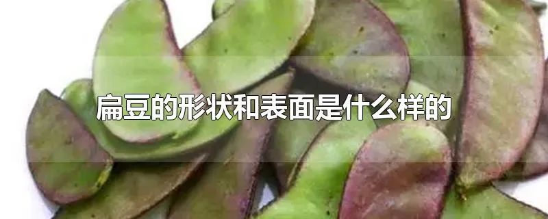 扁豆的形状和表面是什么样的