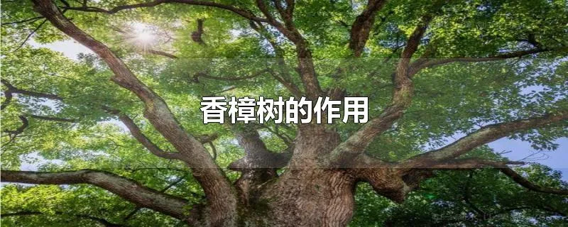 香樟树的作用