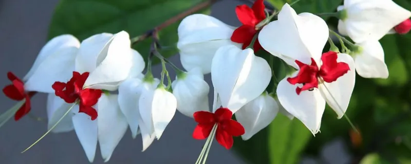 吐龙珠花的种植方法