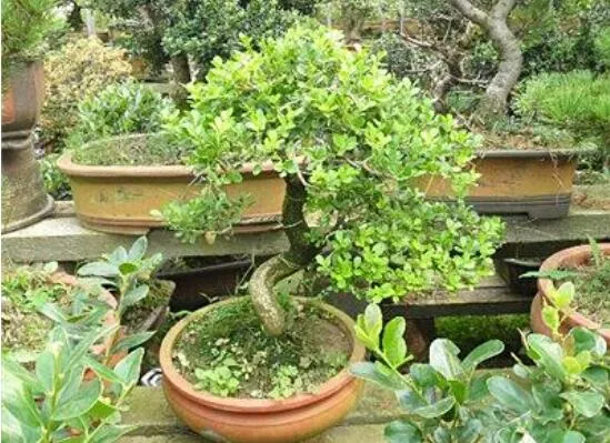 含笑花叶子枯萎怎么办，六种方法让它恢复生机