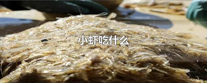 小虾吃什么