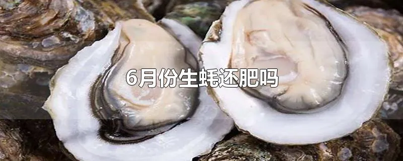 6月份生蚝还肥吗