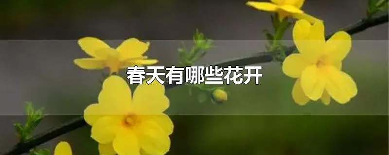 春天有哪些花开