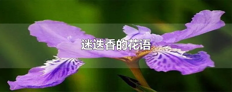 迷迭香的花语