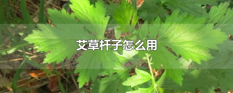 艾草杆子怎么用