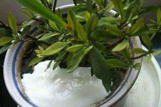 酸奶能浇花吗?适合浇什么花