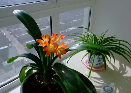 5℃该入室的花草