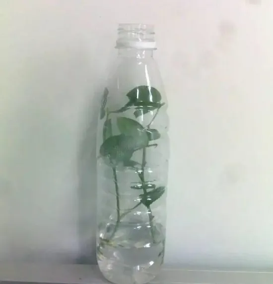 塑料瓶扦插
