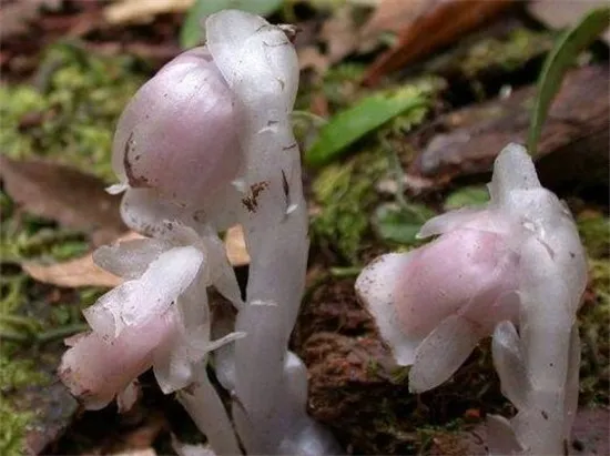 冥界四花都有哪四种花，彼岸花/曼陀罗/罂粟花/水晶兰