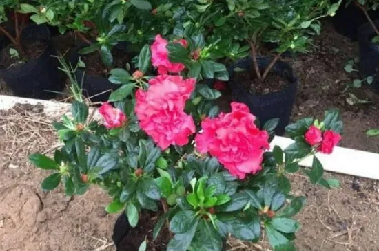 酸奶能浇花吗?适合浇什么花