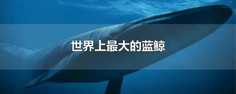 世界上最大的蓝鲸