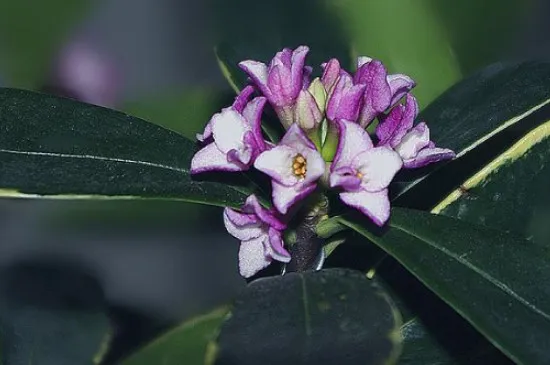 金边瑞香的花语和寓意