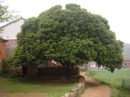北方的桂花树如何越冬：露栽的要套袋养护,盆栽的直接搬回室内即可