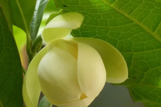 夜合花象征什么