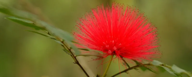 朱缨花什么时候开花