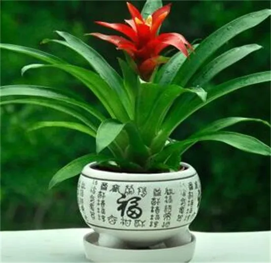 鸿运当头花怎么养才红，温度光照肥料水分土壤缺一不可