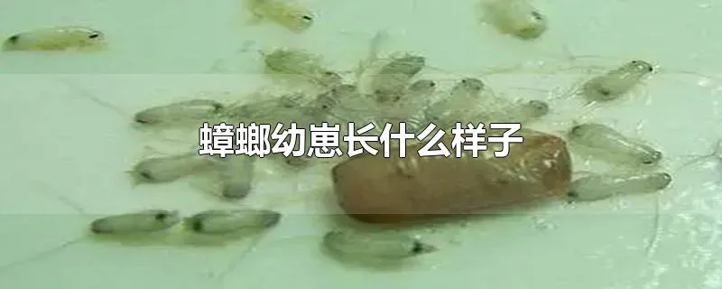 蟑螂幼崽长什么样子