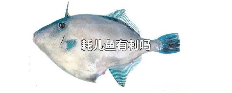 耗儿鱼有刺吗