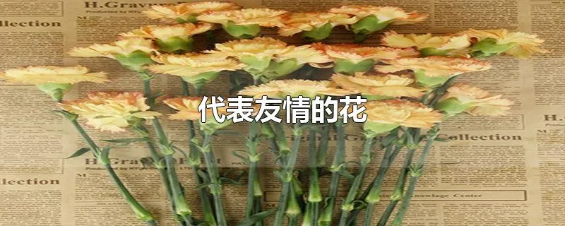 代表友情的花